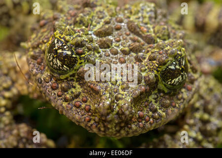 Rana di muschio, Vietnamita Mossy rana o Tonkin bug-eyed Frog (Theloderma corticale), captive Foto Stock