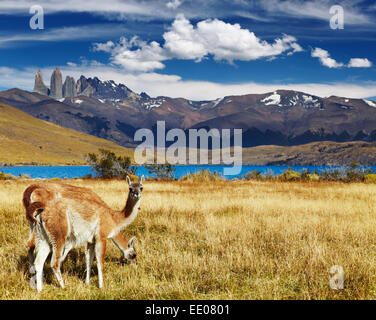 Guanaco nel Parco Nazionale di Torres del Paine Laguna Azul, Patagonia, Cile Foto Stock