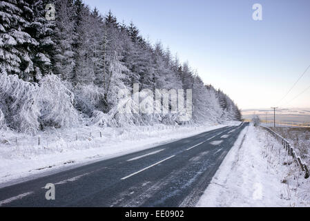 Coperta di neve alberi lungo una strada in Scozia Foto Stock