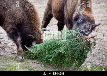 Praga, Repubblica Ceca. Xii gen, 2015. Bisonti europei gioca con un albero di Natale allo zoo di Praga Repubblica Ceca, lunedì 12 gennaio, 2015. Gli animali a Praga il giardino zoologico di godere di alberi di Natale donati allo zoo da venditori che non aveva venduto loro prima delle vacanze. © Vit Simanek/CTK foto/Alamy Live News Foto Stock