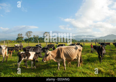 Dominikanische Republik, Südwesten, Kühe auf der Weide bei Rancho Arriba östlich von San Jose de Ocoa an der Strasse zur Autopis Foto Stock