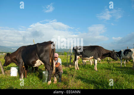 Dominikanische Republik, Südwesten, Mann melkt Kuh auf Weide bei Rancho Arriba östlich von San Jose de Ocoa an der Strasse zur A Foto Stock