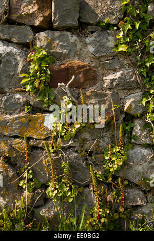 Regno Unito Galles, Swansea, Gower, Penrice, Sant'Andrea Chiesa, fiori selvatici che crescono in sagrato parete Foto Stock