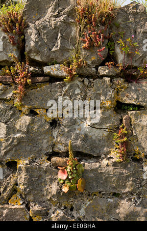 Regno Unito Galles, Swansea, Gower, Penrice, Sant'Andrea Chiesa, fiori selvatici che crescono in sagrato parete Foto Stock