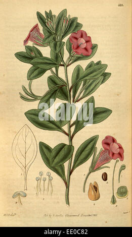 Stampa botanica da Sir William Jackson Hooker, FRS, 1785 - 1865, Inglese illustratore botanico Foto Stock