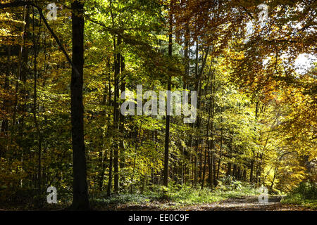 Farbiger Laubwald im Herbst, foglie colorate in autunno bosco di latifoglie, albero, alberi, registri, Autunno, colori, caduta, fogliame, Autunno Foto Stock