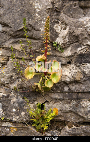 Regno Unito Galles, Swansea, Gower, Llanrhidian, Ombelico di Venere, Umbilicus Rupestris crescente sul sagrato la parete Foto Stock