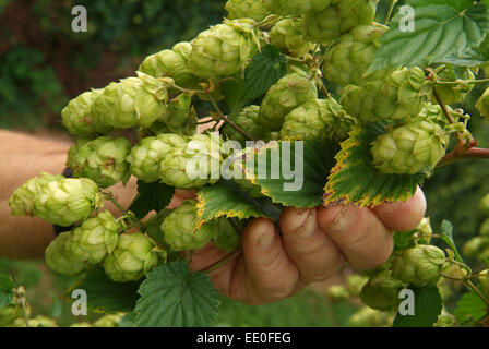 Il luppolo è coltivato e raccolto a fattoria claston,dormington,herefordshire,uk,l'hop è utilizzato principalmente nella fabbricazione della birra & lager. Foto Stock