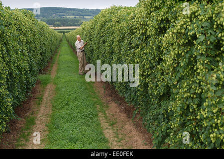 Luppolo cresciuto e raccolto presso Claston Farm,Dormington,Herefordshire,UK,il luppolo è utilizzato principalmente nella birra e lager. Foto Stock