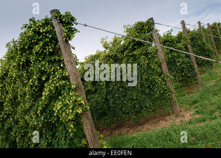 Il luppolo è coltivato e raccolto a fattoria claston,dormington,herefordshire,uk,l'hop è utilizzato principalmente nella fabbricazione della birra & lager. Foto Stock