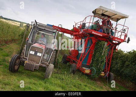 Luppolo cresciuto e raccolto presso Claston Farm,Dormington,Herefordshire,UK,il luppolo è utilizzato principalmente nella birra e lager. Foto Stock