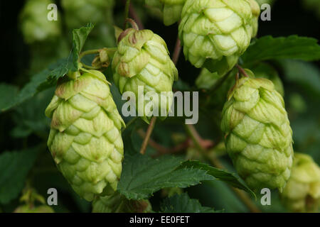 Il luppolo è coltivato e raccolto a fattoria claston,dormington,herefordshire,uk,l'hop è utilizzato principalmente nella fabbricazione della birra & lager. Foto Stock