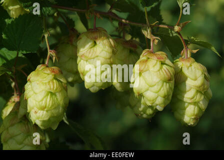 Il luppolo è coltivato e raccolto a fattoria claston,dormington,herefordshire,uk,l'hop è utilizzato principalmente nella fabbricazione della birra & lager. Foto Stock