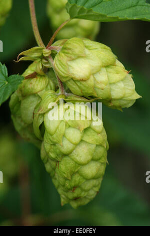 Il luppolo è coltivato e raccolto a fattoria claston,dormington,herefordshire,uk,l'hop è utilizzato principalmente nella fabbricazione della birra & lager. Foto Stock