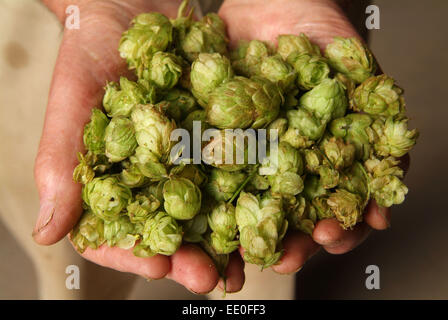 Il luppolo è coltivato e raccolto a fattoria claston,dormington,herefordshire,uk,l'hop è utilizzato principalmente nella fabbricazione della birra & lager. Foto Stock