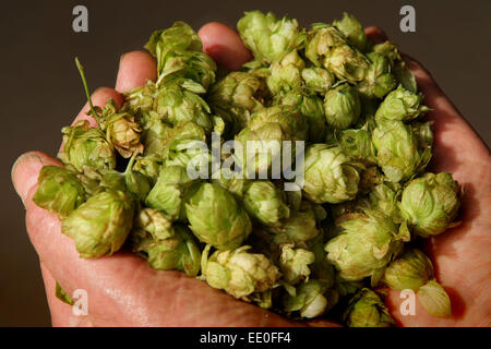 Il luppolo è coltivato e raccolto a fattoria claston,dormington,herefordshire,uk,l'hop è utilizzato principalmente nella fabbricazione della birra & lager. Foto Stock