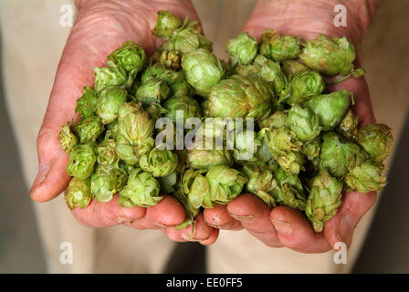 Il luppolo è coltivato e raccolto a fattoria claston,dormington,herefordshire,uk,l'hop è utilizzato principalmente nella fabbricazione della birra & lager. Foto Stock