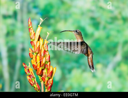 Rufous-breasted eremita hummingbird (Glaucis hirsuta) singolo adulto in bilico a fiore tropicale Foto Stock