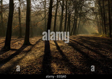 Un bosco di prima mattina la luce del sole - faggi visto in silhouette in inizio di mattina di sole autunnale. Thorndon Parco bosco in Essex. Foto Stock