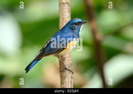 Bel maschio Bluetail himalayano (Tarsiger rufilatus) nella foresta thailandese Foto Stock