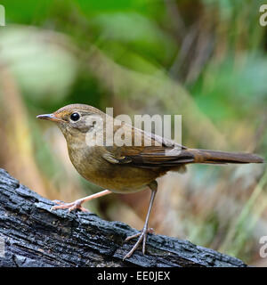 Brown bird, femmina bianco-Redstart panciuto (Hodgsonius phaenicuroides), in piedi sul log Foto Stock