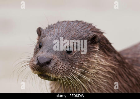 Otter-Lutra lutra Foto Stock