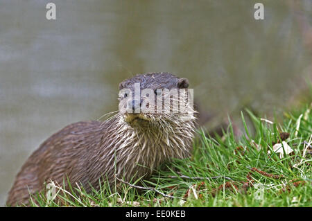 Otter-Lutra lutra Foto Stock
