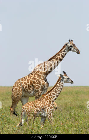 Un giovane giraffa e sua madre (Giraffa camelopardalis) nel Parco Nazionale del Serengeti, Tanzania Foto Stock