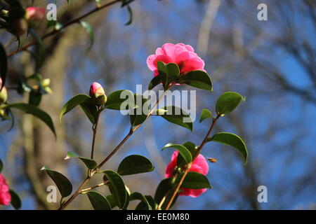 Rosa magnolia insieme contro il cielo blu Foto Stock