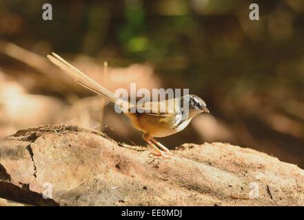 Bella collina prina (Prina superciliaris) possing sul ramo nella foresta di Thailandia Foto Stock