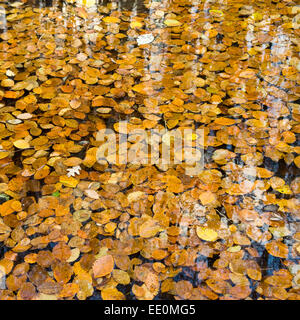 Foglie di autunno in stagno, consiglieri', legno, Carrickfergus. Foto Stock