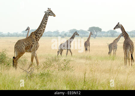 Una mandria di giraffe (Giraffa camelopardalis) in una pianura nel Parco Nazionale del Serengeti, Tanzania Foto Stock