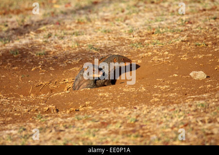 Nastrare mongooses il peering da burrow in Sud Africa Foto Stock