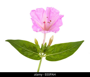 Quattro ore di fiore isolato su sfondo bianco Foto Stock