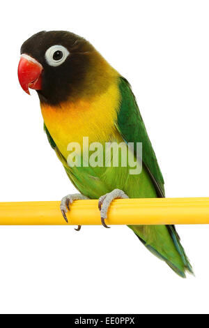 Un bel pappagallo verde lovebird isolati su sfondo bianco Foto Stock