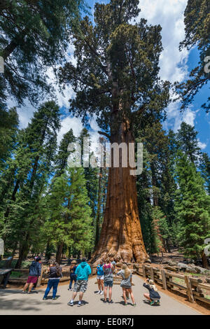 I turisti in posa davanti alla General Sherman Tree, uno dei più grandi del mondo, Sequoia National Park, California, Stati Uniti d'America Foto Stock