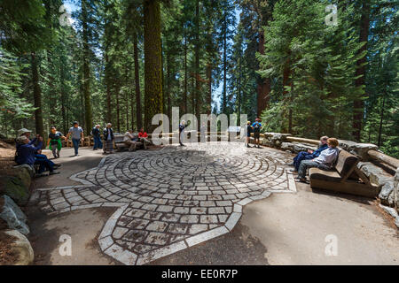 Pietre poste fuori per mostrare le dimensioni del footprint del General Sherman Tree, Sequoia National Park, California, Stati Uniti d'America Foto Stock