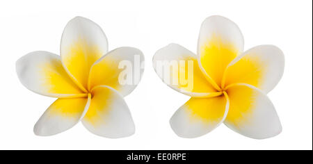 Due fiori di frangipani isolati su sfondo bianco Foto Stock