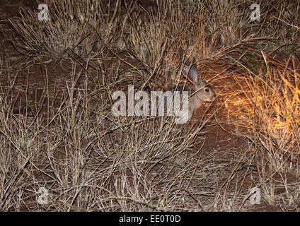 Scrub lepre visto su unità di notte nel Parco Nazionale di Kruger Foto Stock