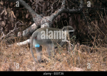 Vervet monkey visualizzando maschio blu brillante scroto Foto Stock