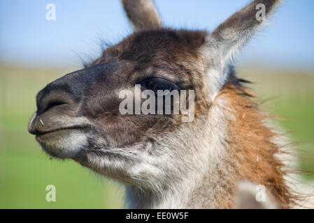 Ritratto di un llama (Lama glama) Foto Stock