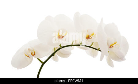 Fiori di orchidea bianchi isolati su sfondo bianco Foto Stock