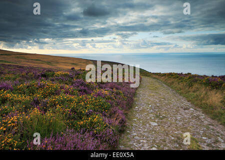 Sentiero costiero intorno Holdstone giù, Exmoor, North Devon. Un erica e ginestre coperto collina vicino alle rupi costiere. Foto Stock