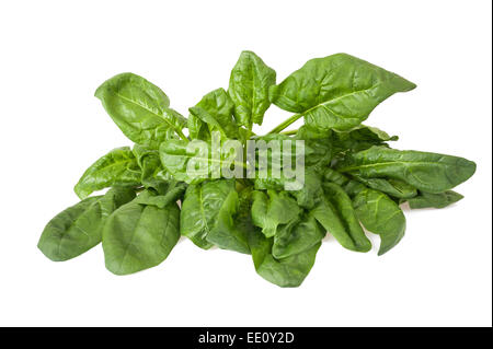 Le foglie fresche di spinaci isolati su sfondo bianco Foto Stock