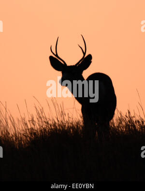 Un mulo cervo buck stagliano contro un tramonto. Foto Stock