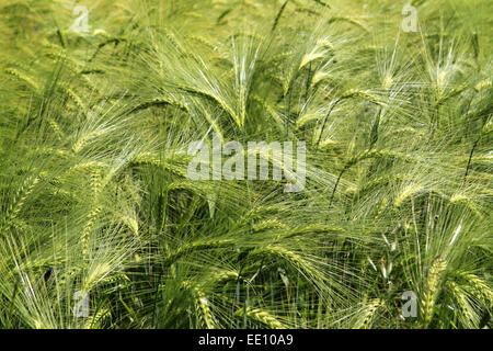 Kornfeld, Weizenfeld, dettaglio Aehren, gruen Foto Stock