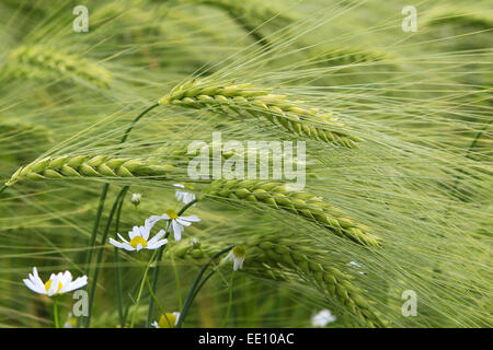 Kornfeld, Weizenfeld, dettaglio Aehren, gruen Foto Stock