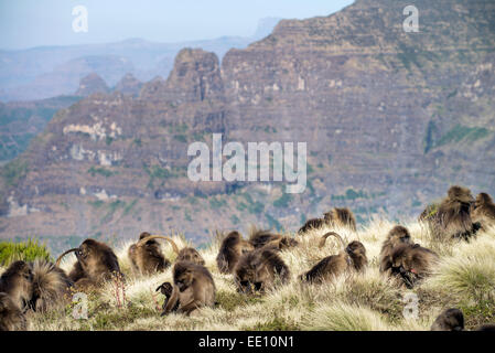 Simien Mountains National Park, sito Patrimonio Mondiale dell'UNESCO, Amhara Region, Etiopia, Africa Foto Stock