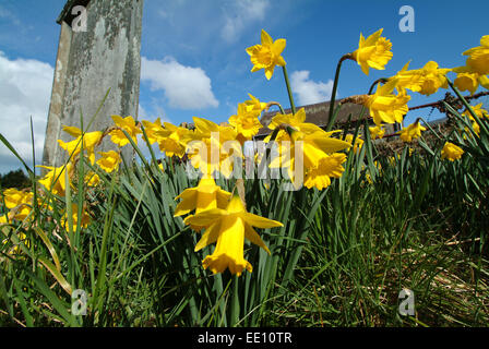 Giunchiglie in crescita nel cimitero di Blaenwaun Battista Cappella, West Wales. Foto Stock