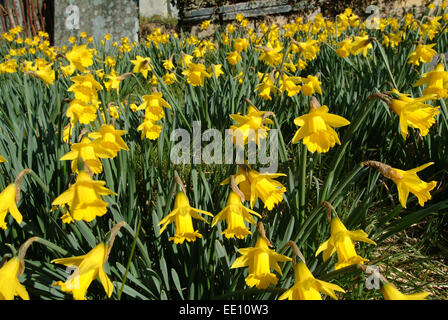 Giunchiglie in crescita nel cimitero di Blaenwaun Battista Cappella, West Wales. Foto Stock